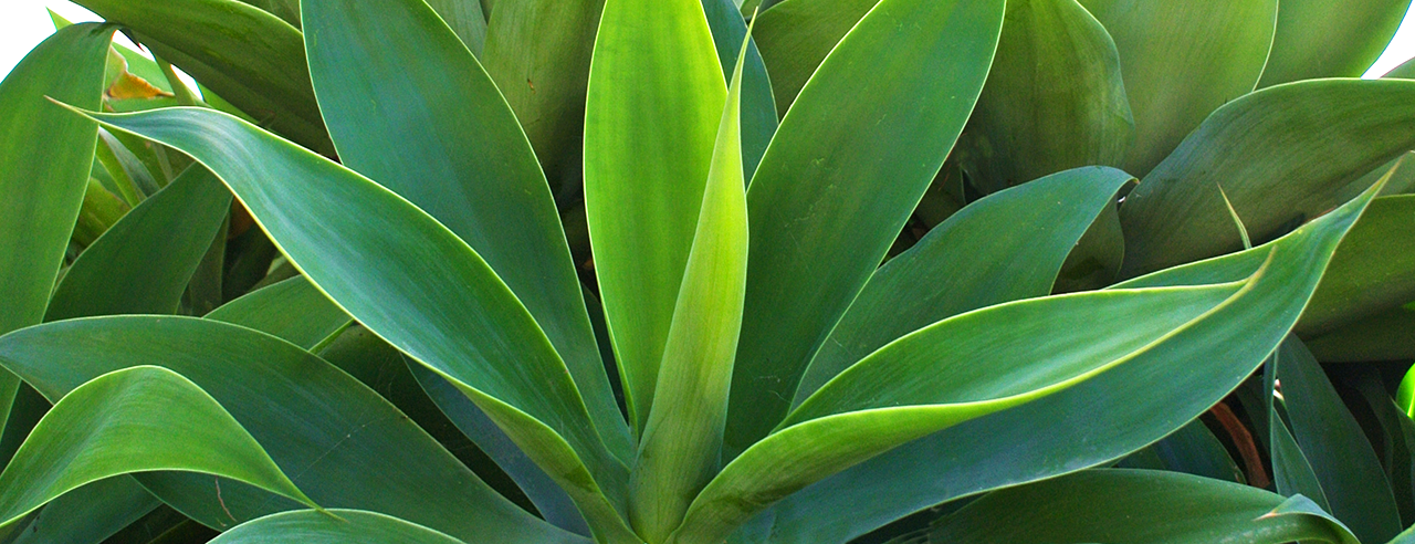 05 Mitochondrien Sys Thera